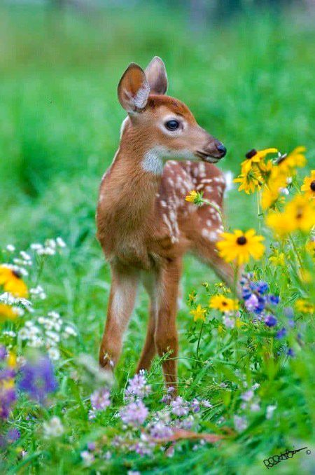 Beautiful Nature image