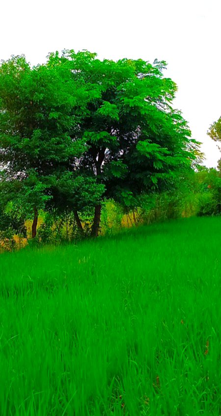 Beautiful Nature image