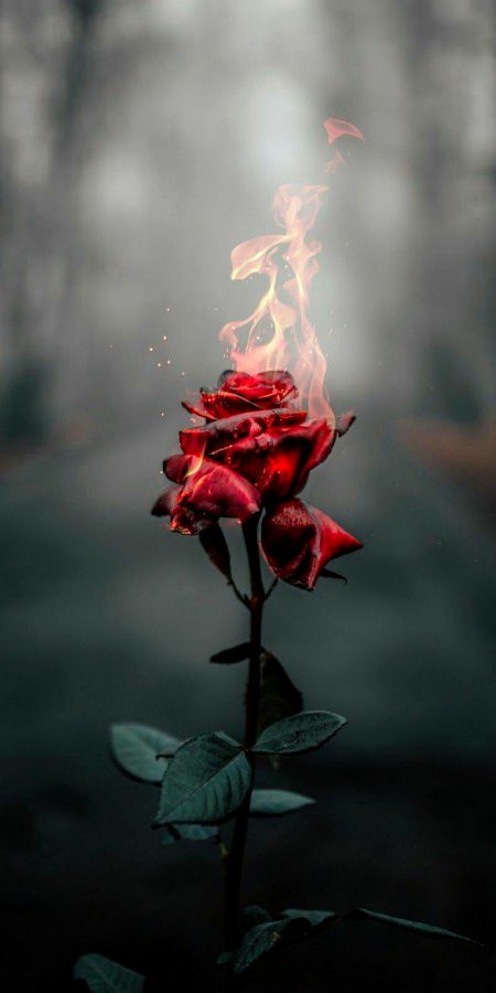 🔥🔥🔥❤❤❤❤