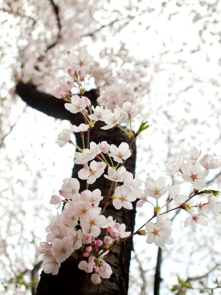 Beautiful Nature image