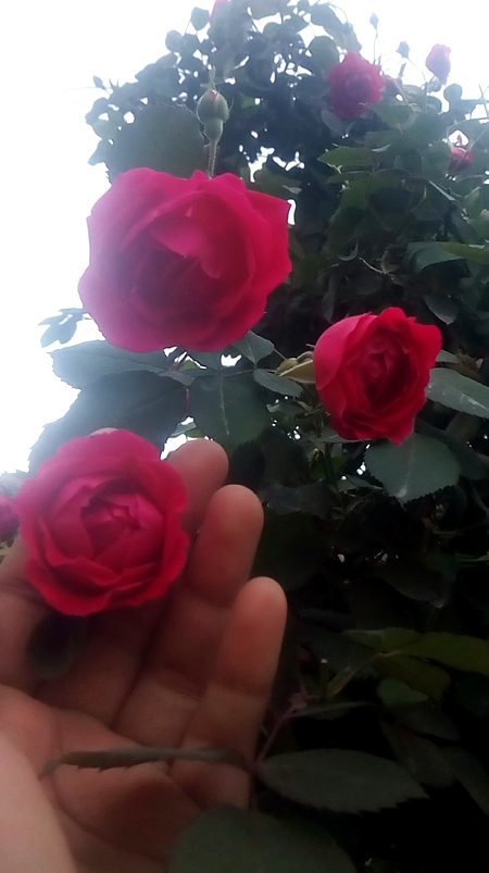 Beautiful Nature image