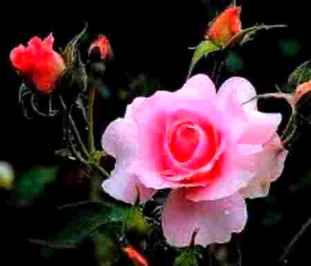 Beautiful Nature image