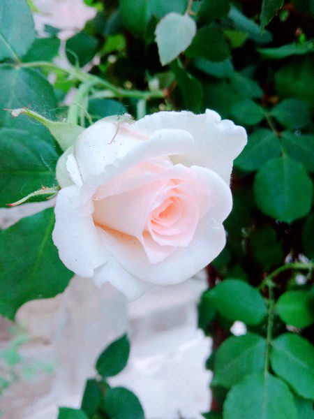 Beautiful Nature image
