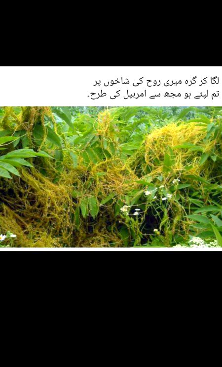 غلامی میں نہ کام آتی ہیں شمشیریں نہ تدبیریں جو ہو ذوق یقیں پیدا تو کٹ جاتی ہیں زنجیریں