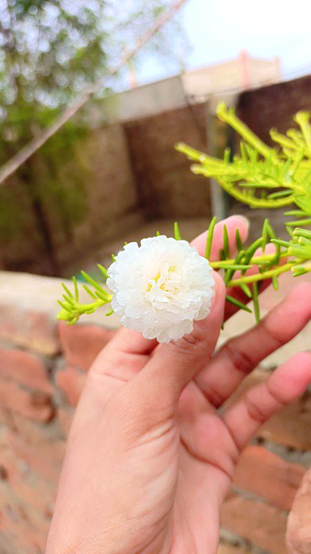 مدتوں بعد بھی نہیں ملتے ہم جیسے لوگ ، 
تیرے ہاتھ کیا لگے تو نے عام سمجھ لیا- 🥀🖤