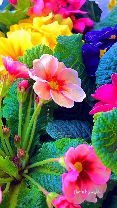 Beautiful Nature image