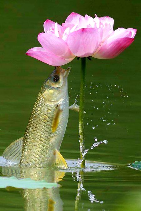 Beautiful Nature image