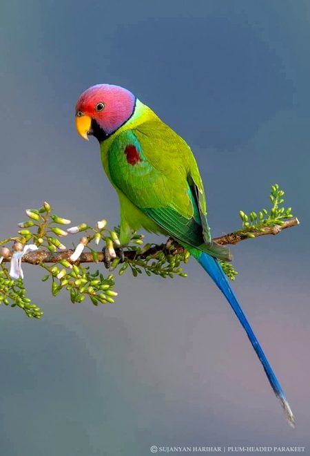 Beautiful Nature image