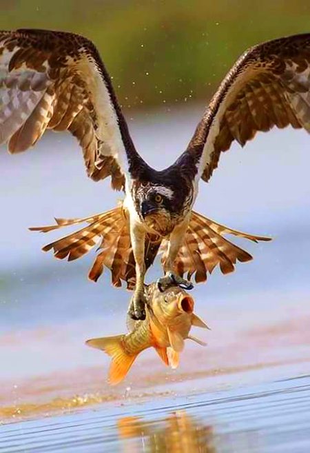 BEAUTIFUL NATURE