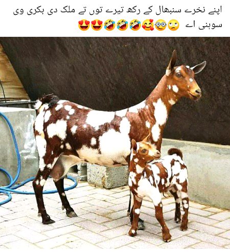 Jokes image