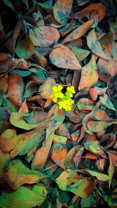 جیسے ویرانے میں چپکے سے بہار آئے۔!
🍂🌻