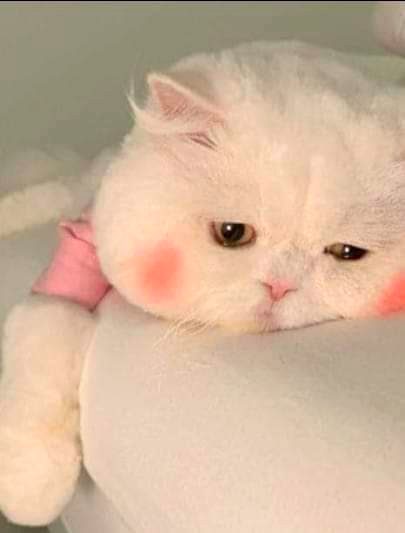 مجھے بہت خوشی ہے کہ آپ فالورز اپنا قیمتی وقت نکال کر بڑے خلوص سے میری پوسٹ دیکھتے ہیں اور اگنور کر دیتے ہیں 😞😒😌😔