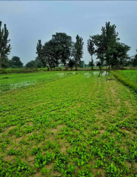 Beautiful Nature image