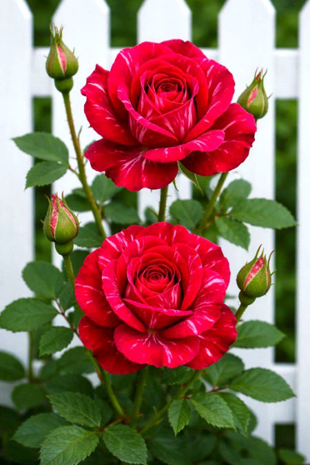 Beautiful Nature image