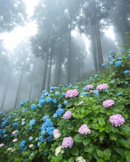 Beautiful Nature image