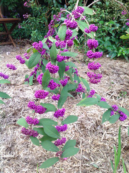 Beautiful Nature image