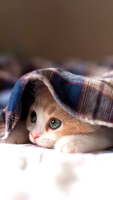 Moge catu boht pasnd ha🐱🐈🤩