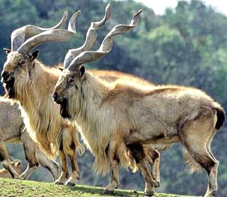 #Abasin_kohistan 
"MARKHOR" The national animal of Pakistan. Mostly found in #Kohistan, #Chitral and #GB.