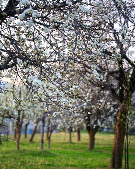 Beautiful Islamabad 💕💞😍 بہار موسم