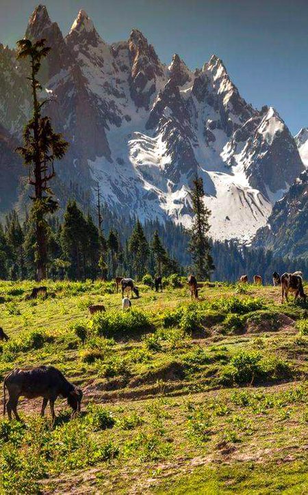 Beautiful Nature image