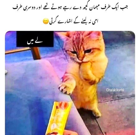 Memes & Satire image