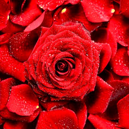 ❤❤❤ برباد ہیں وہ لوگ جو صرف جسموں, شکلوں, اور تصویروں سے پیار کرتے ہیں۔ موت.❤❤❤
ہر... شے کو فنا کردے گی۔ روحوں سے پیار کرنے کی کوشش کرو جن سے تمھاری پھر ملاقات ہوگی۔۔۔!! 💞💞💞