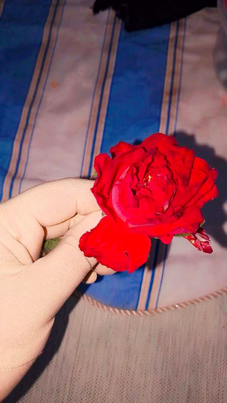 Need a simple life with you.🤍🌹❣️