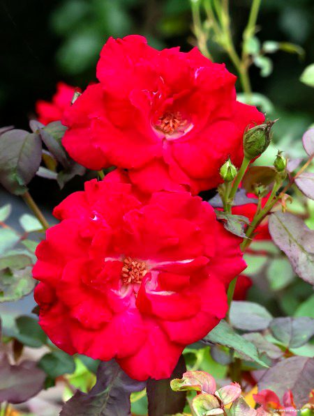 Beautiful Nature image