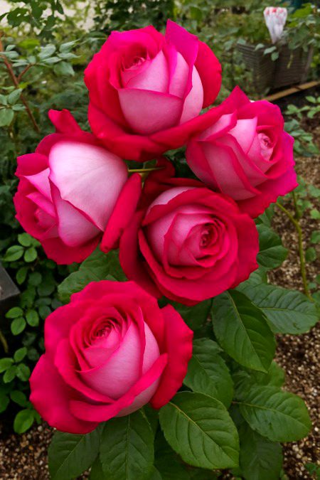 Beautiful Nature image