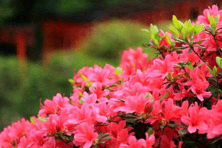 Beautiful Nature image