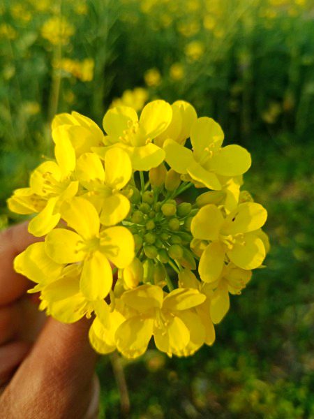 Beautiful Nature image