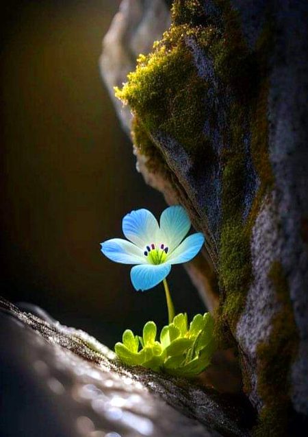 Beautiful Nature image