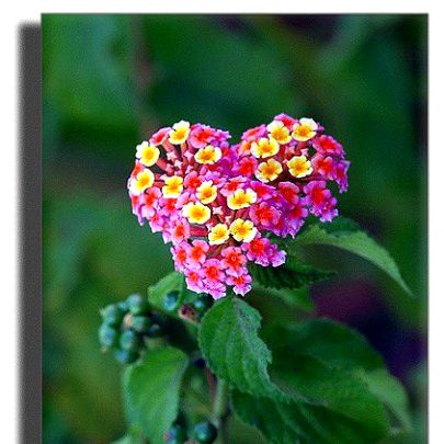 Beautiful Nature ❣️❣️