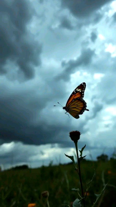 Beautiful Nature image