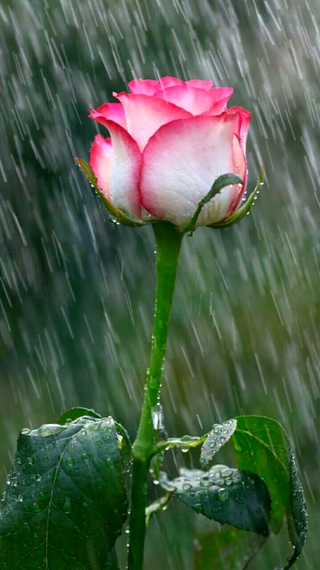 Beautiful Nature image