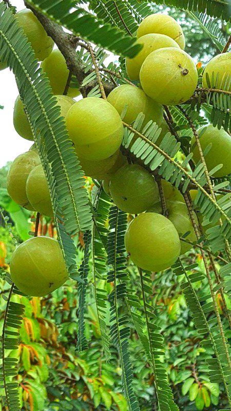 Beautiful Nature image