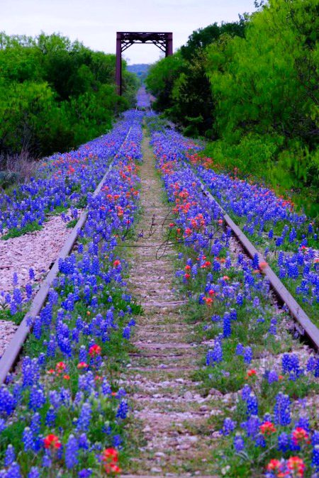 Beautiful Nature image