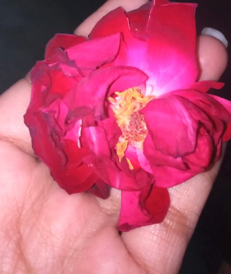 GOod EvEng All😍😍😍vip RoSe kE sAth😜😜😜