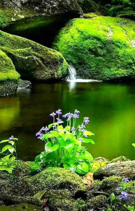 Beautiful Nature image