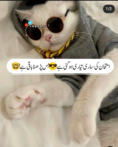 Memes & Satire image