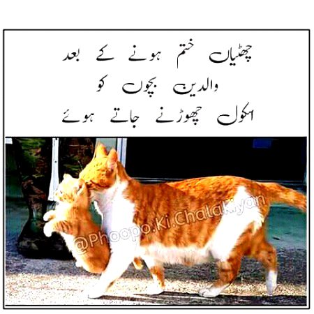 Memes & Satire image
