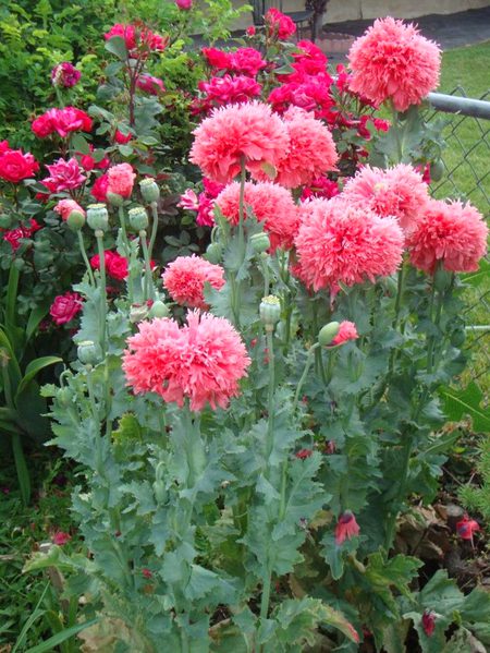 Beautiful Nature image