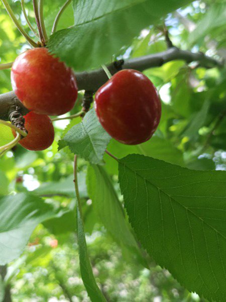 Beautiful Nature image