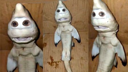 نیویارک پوسٹانڈونیشیا کے ساحل پر مچھیرے کے ہاتھ ایسی شارک مچھلی لگ گئی جس کا انسان نما چہرہ ہے۔ کی رپورٹ کے مطابق انسانی چہرے سے مشابہ رکھتی شارک مچھلی انڈونیشیا میں ایک مچھیرے کے پاس دیکھی گئی جس کی ویڈیو نے سوشل میڈیا پر دھوم مچادی۔انڈونیشیا کے ٹینگرا نامی صوبے میں عبداللہ نورن نامی مچھیرے کے جال میں ایک بڑی مادہ شارک مچھلی پھنسی جو حاملہ تھی، شہری نے مچھلی کا پیٹ چیرا تو اس میں سے تین بچے برآمد ہوئے۔تینوں میں سے دو عام شرک مچھلیوں کی طرح تھے لیکن ایک بچے کی شکل انسان نما لگی جس کی دو بڑی آنکھیں ہیں، مچھلی کا منہ اور تھوڑی (چِن) انسانوں سے ملتی جلتی ہے۔مچھیرے عبداللہ نورن نے اس نایاب مچھلی کو اپنے پاس محفوظ رکھا ہوا ہے۔مچھیرے کا کہنا ہے کہ شارک مچھلی کے بچے کو خریدنے کیلیے بہت سارے لوگوں نے خواہش ظاہر کی لیکن اس نے انکار کردیا۔