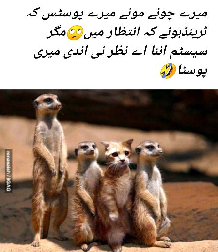 Damadam Roasting image