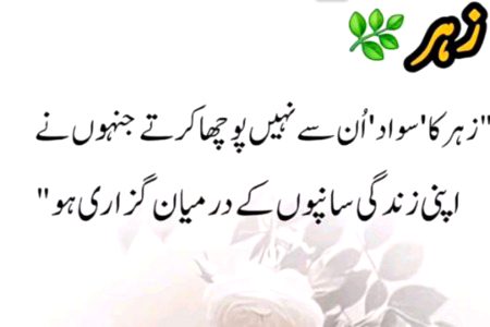 Zoq shab
