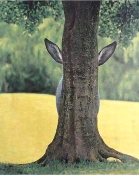 اپنا چہرہ دوسروں سے چھپانا آسان ہے، لیکن اپنی بیوقوفی کو چھپانا ناممکن ہے۔