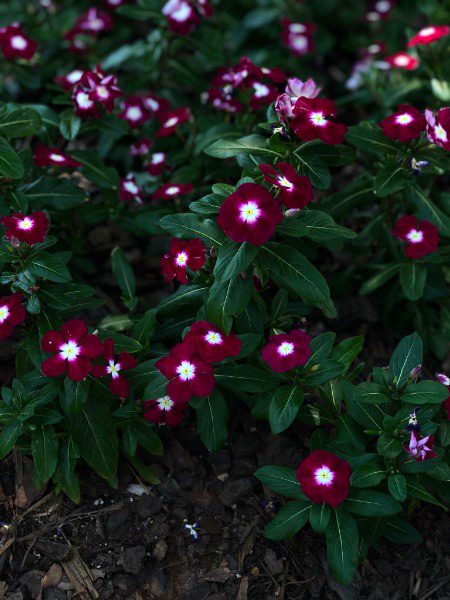 Beautiful Nature image