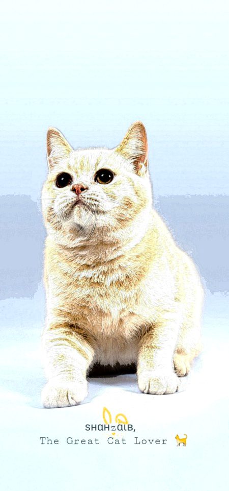 Ditto this one, in which love is a jerk n so is this cat. "When the cat reaches up
one needled paw to drag down a book
from ur desk, then anoth'r,
that’s not lo'e—that’s dominance.