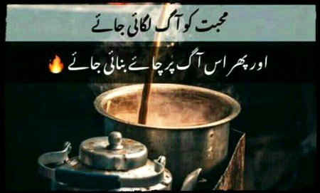 Tea lover